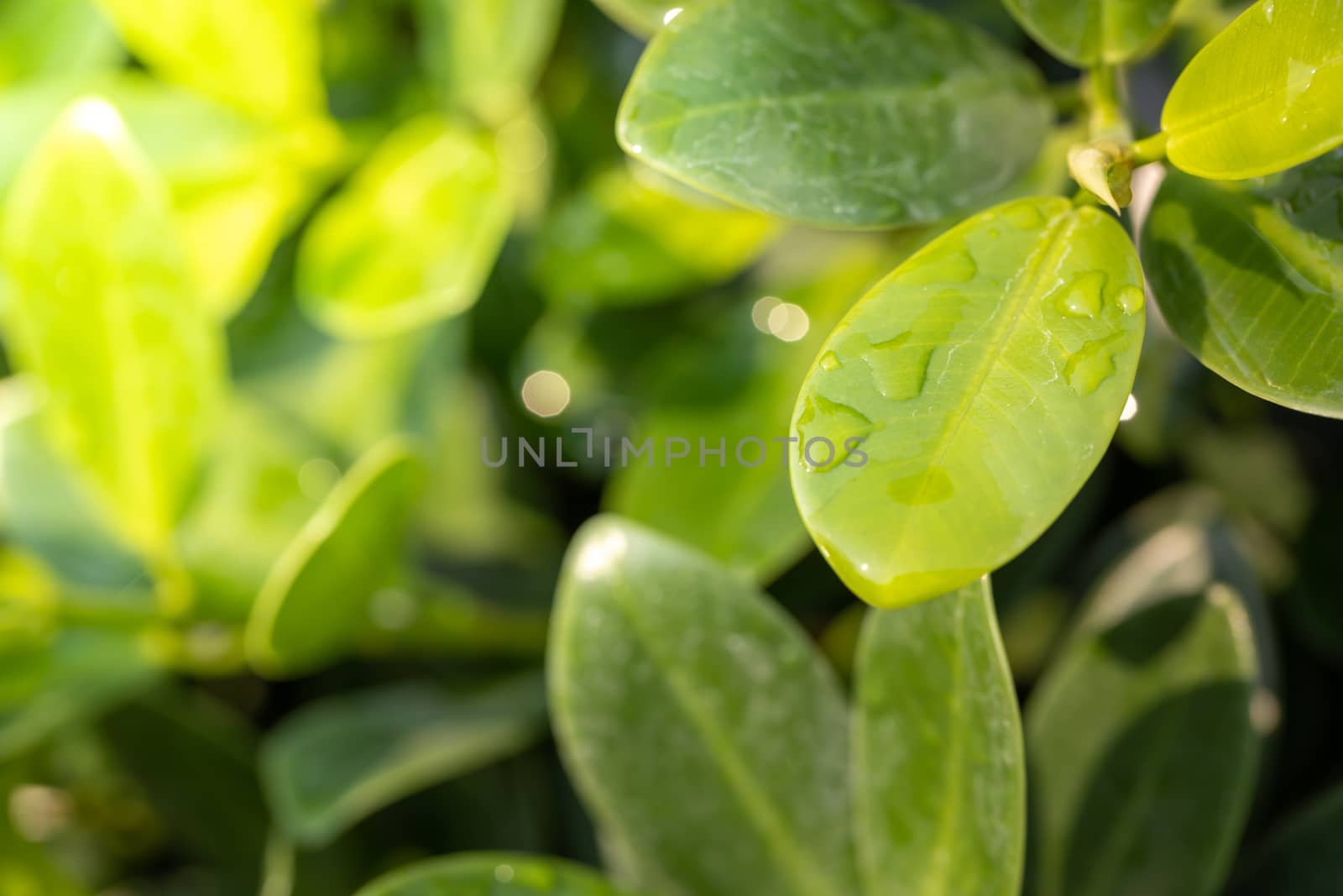 Close Up green leaf under sunlight in the garden. Natural background with copy space.