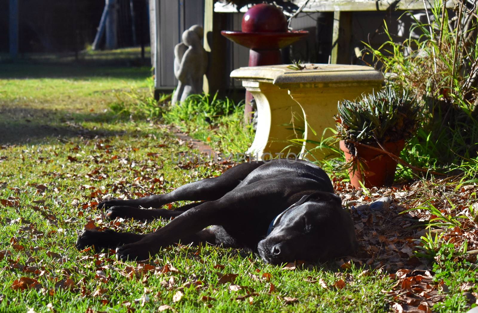 Labrador x American Bulldog laying on grass