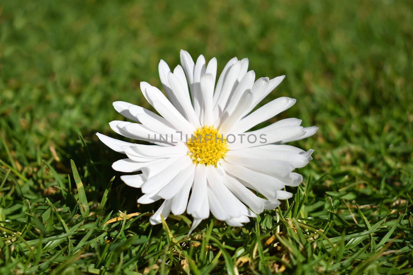 A single daisy on grass