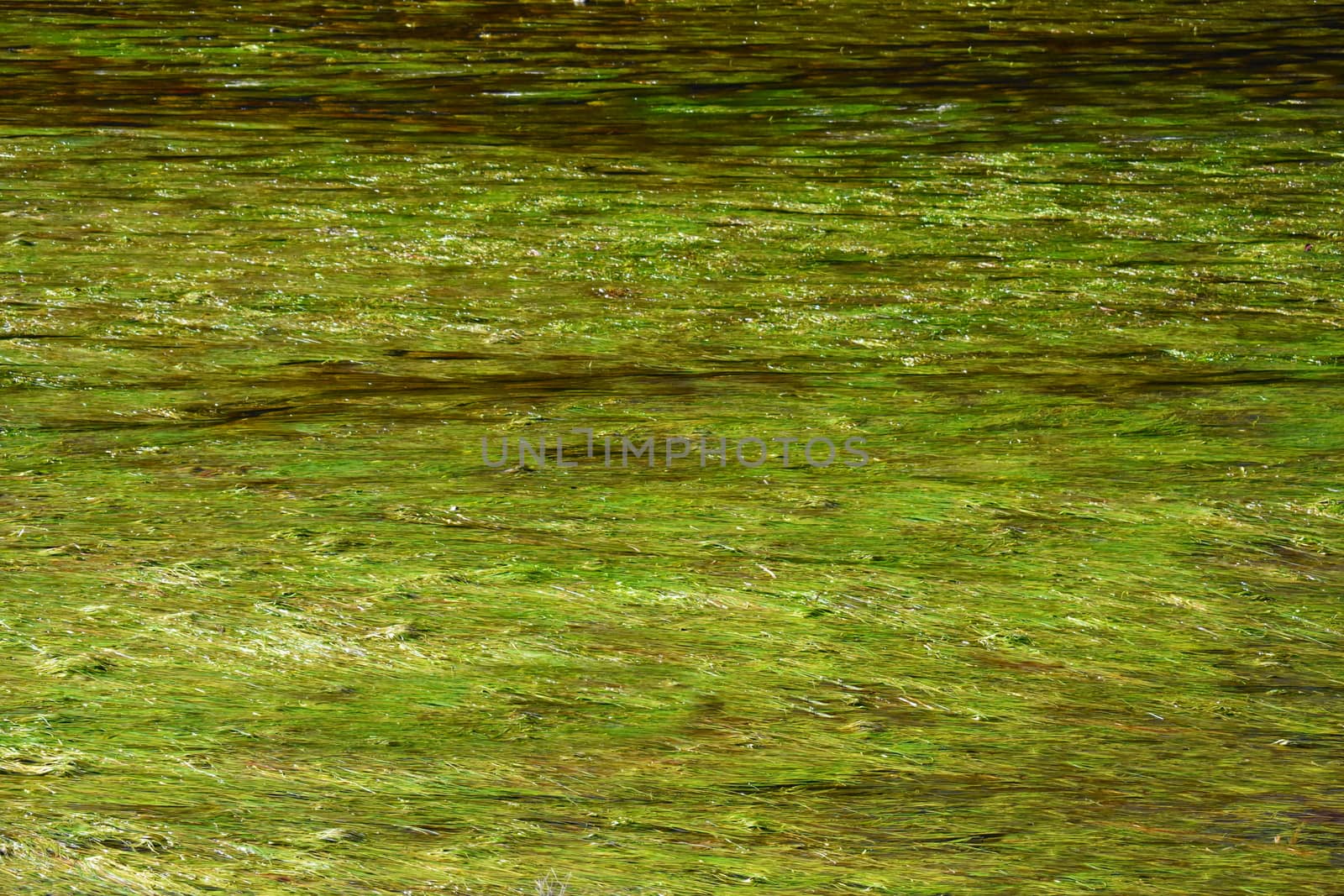Australian river showing green seaweed
