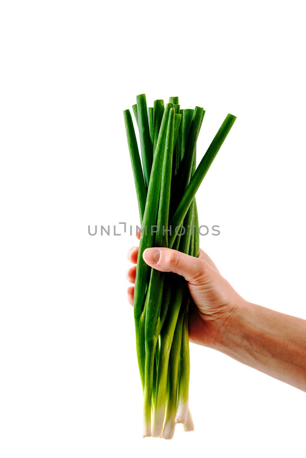 Palm holding scallion onion isolated on white background