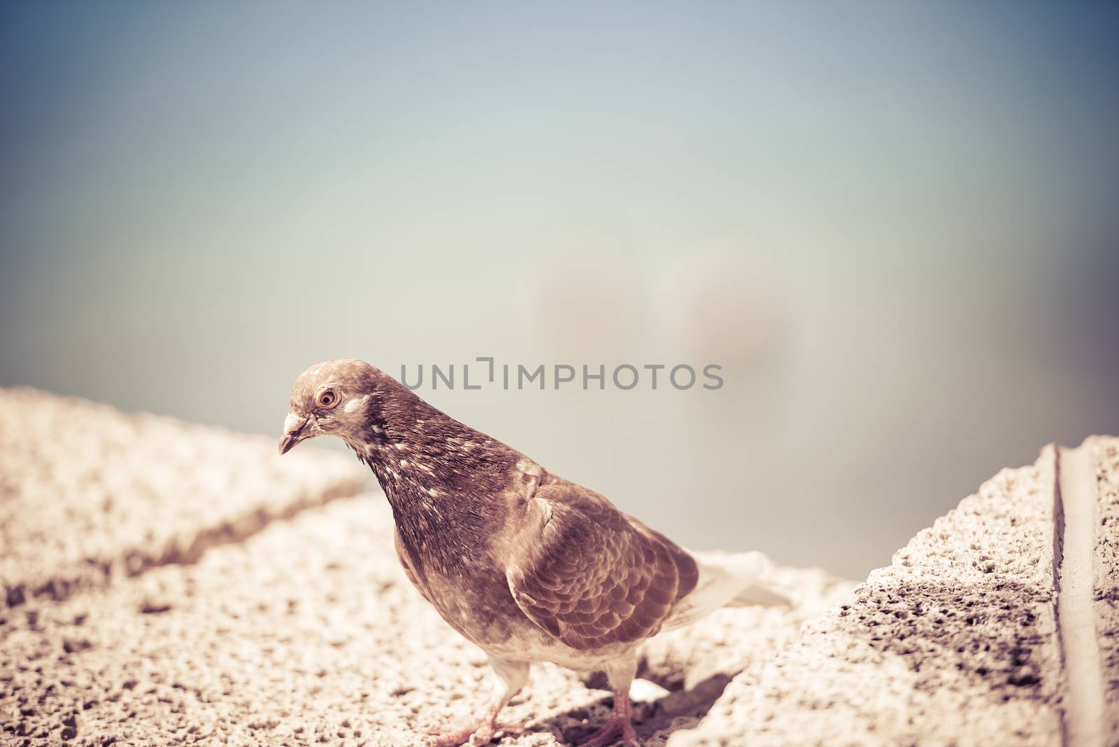 Pigeon on stone fence by Nanisimova