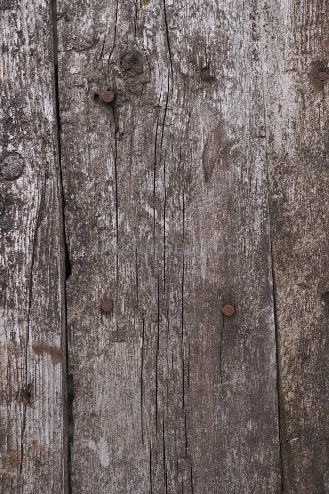 Old wooden texured surface closeup. Moss and relief on surface.  by alexsdriver