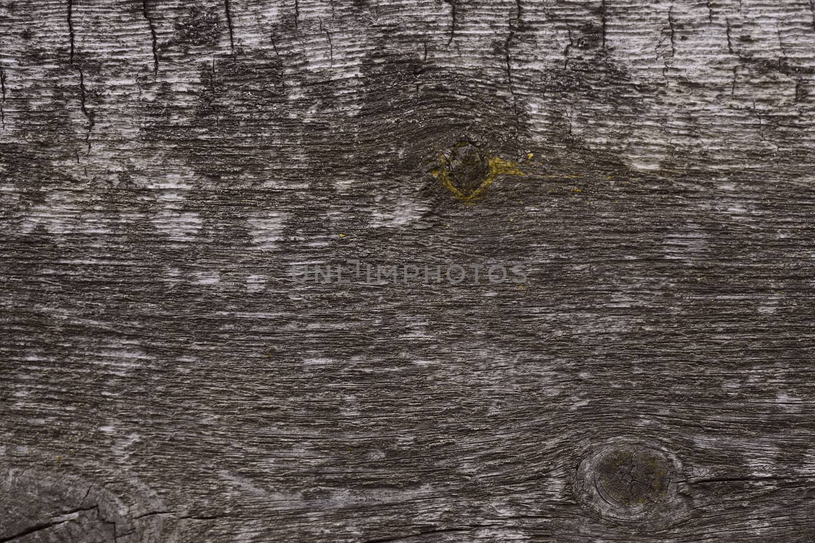 Old wooden texured surface closeup. Moss and relief on surface. Stock photo of old wooden pattern of aged boards with moss. Brown and gray colors on photo.