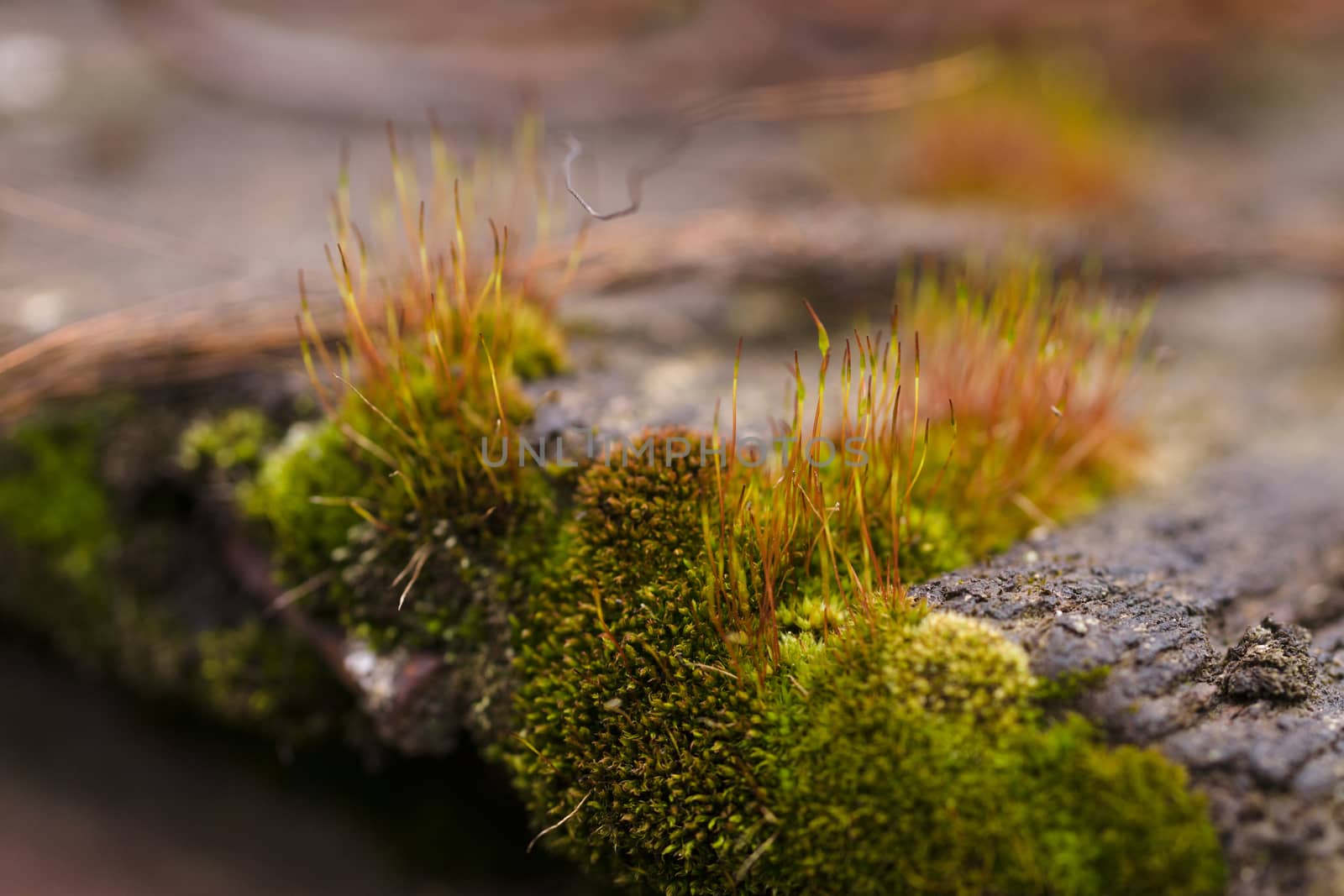 Fresh green and yellow moss with blurred background. Close up vi by alexsdriver