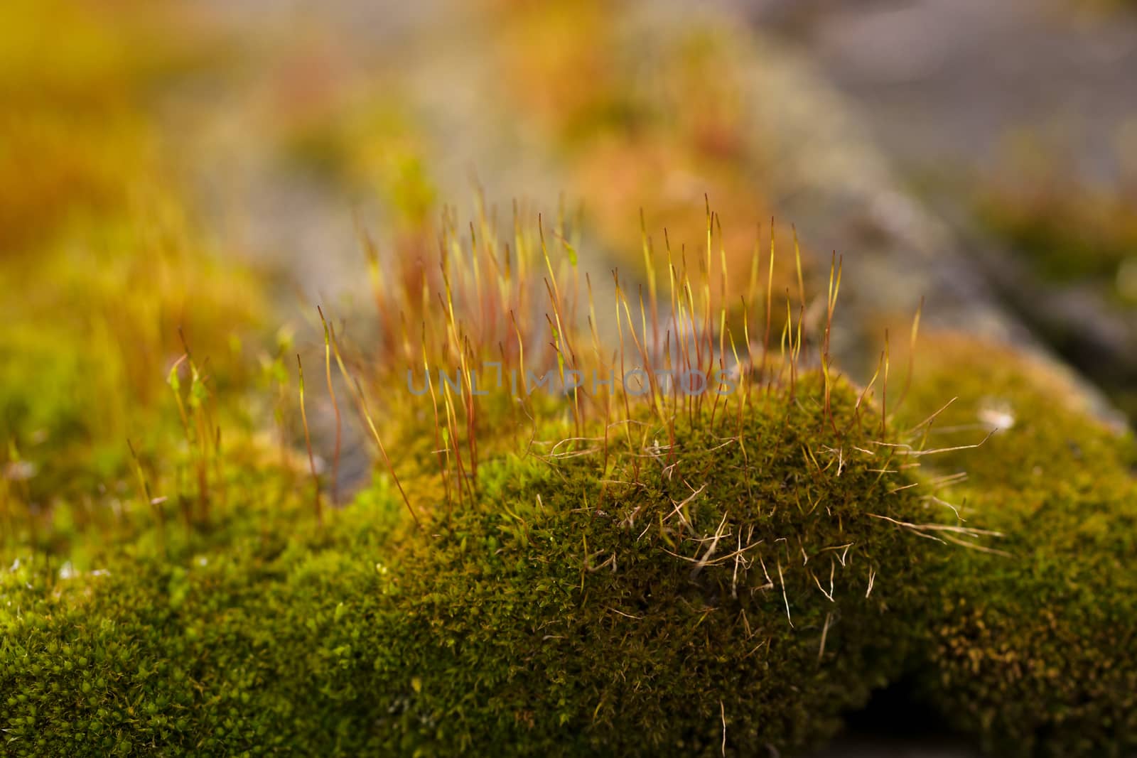 Fresh green and yellow moss with blurred background. Close up view with a small depth of field far away. Stock photography of forest green and yellow moss