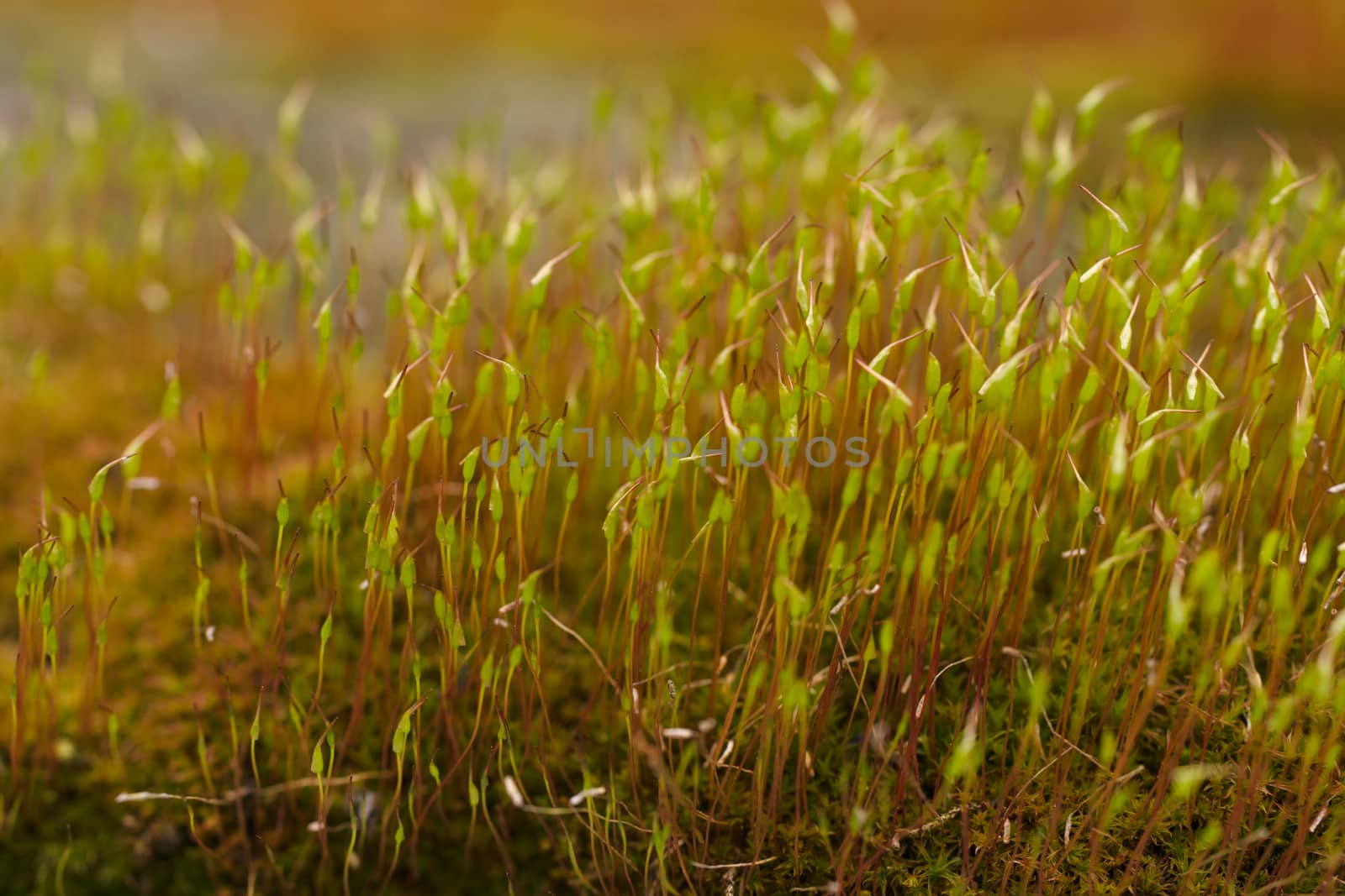 Fresh green and yellow moss with blurred background. Close up view with a small depth of field far away. Stock photography of forest green and yellow moss