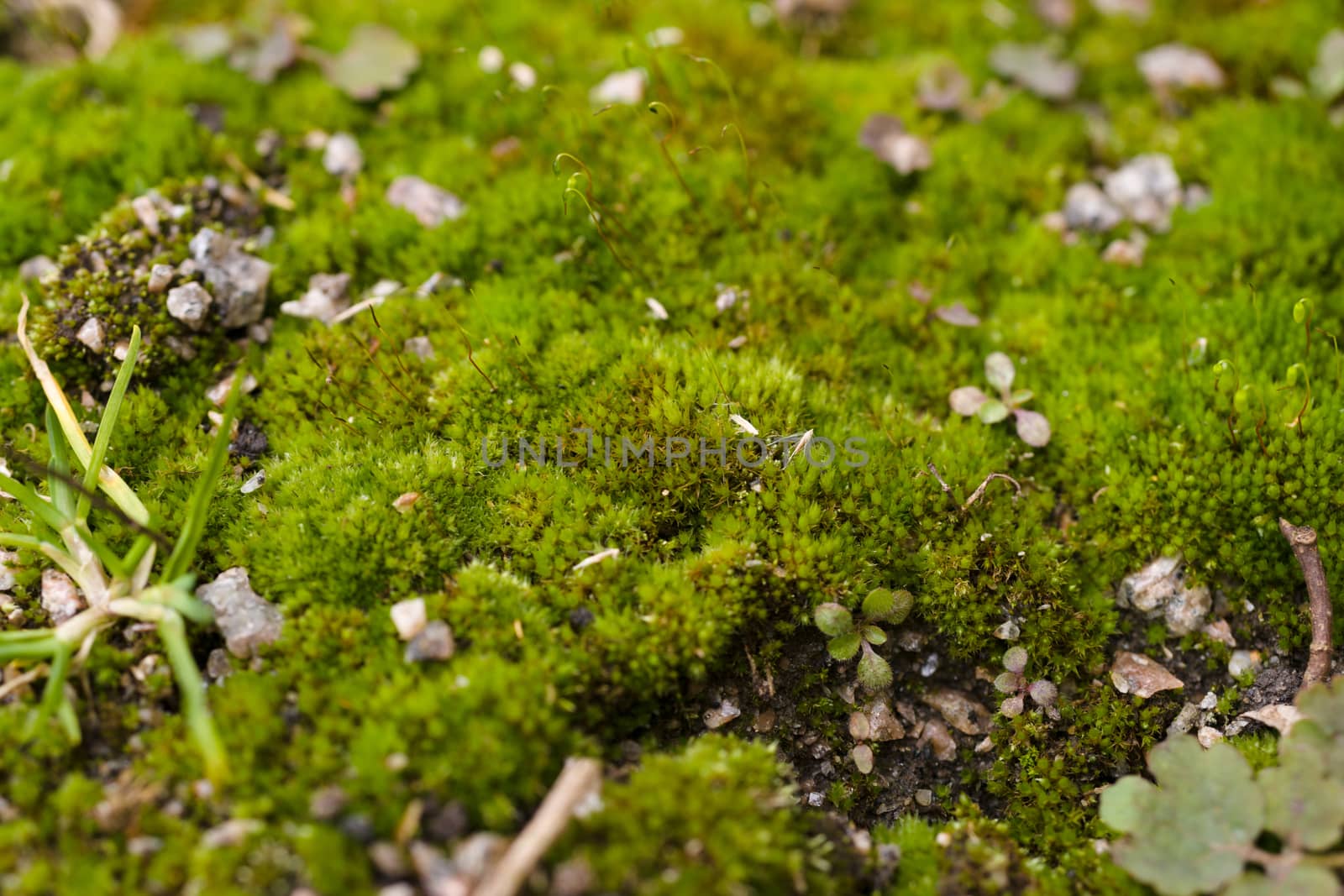 Fresh green and yellow moss with blurred background. Close up view with a small depth of field far away. Stock photography of forest green and yellow moss