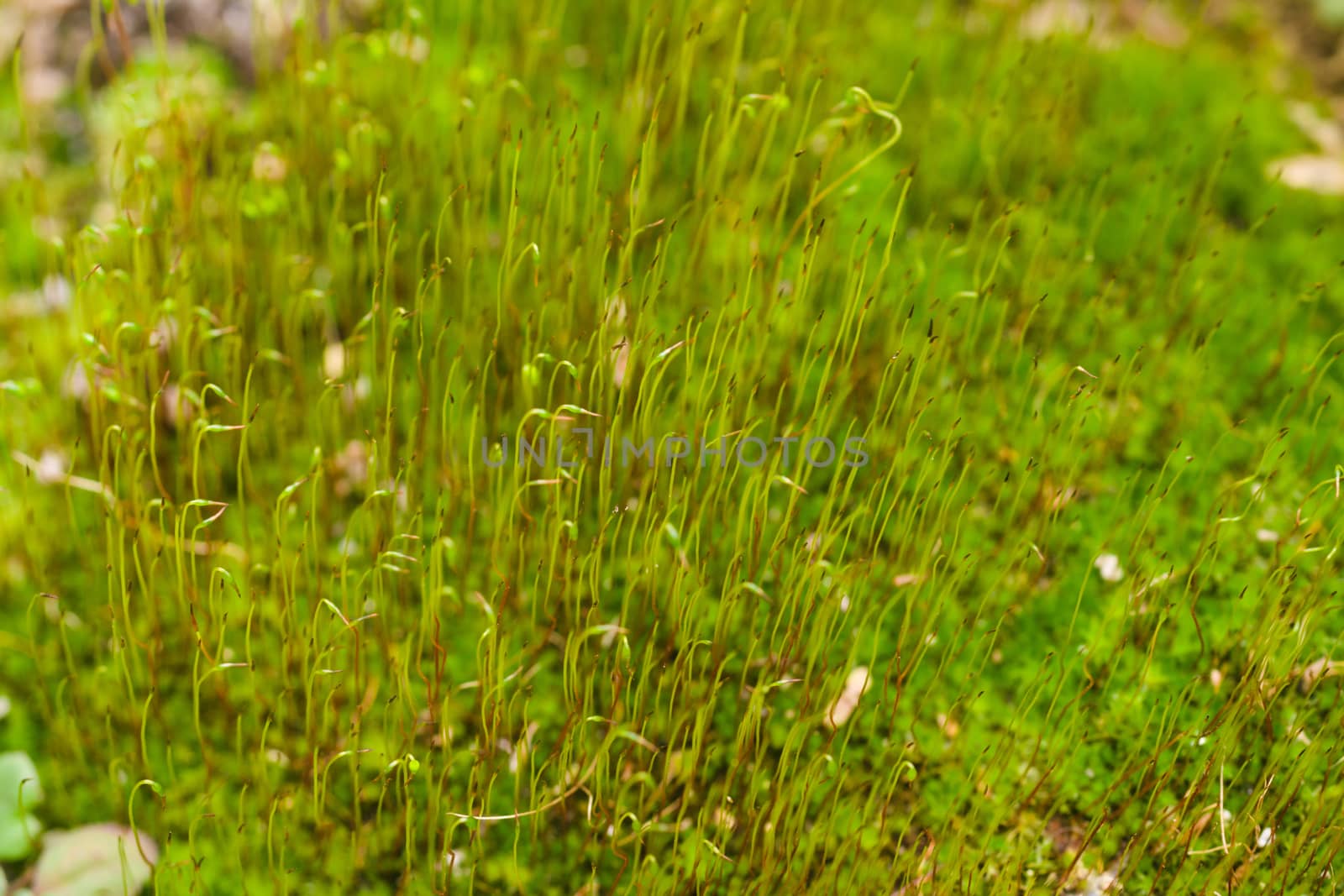 Fresh green and yellow moss with blurred background. Close up view with a small depth of field far away. Stock photography of forest green and yellow moss