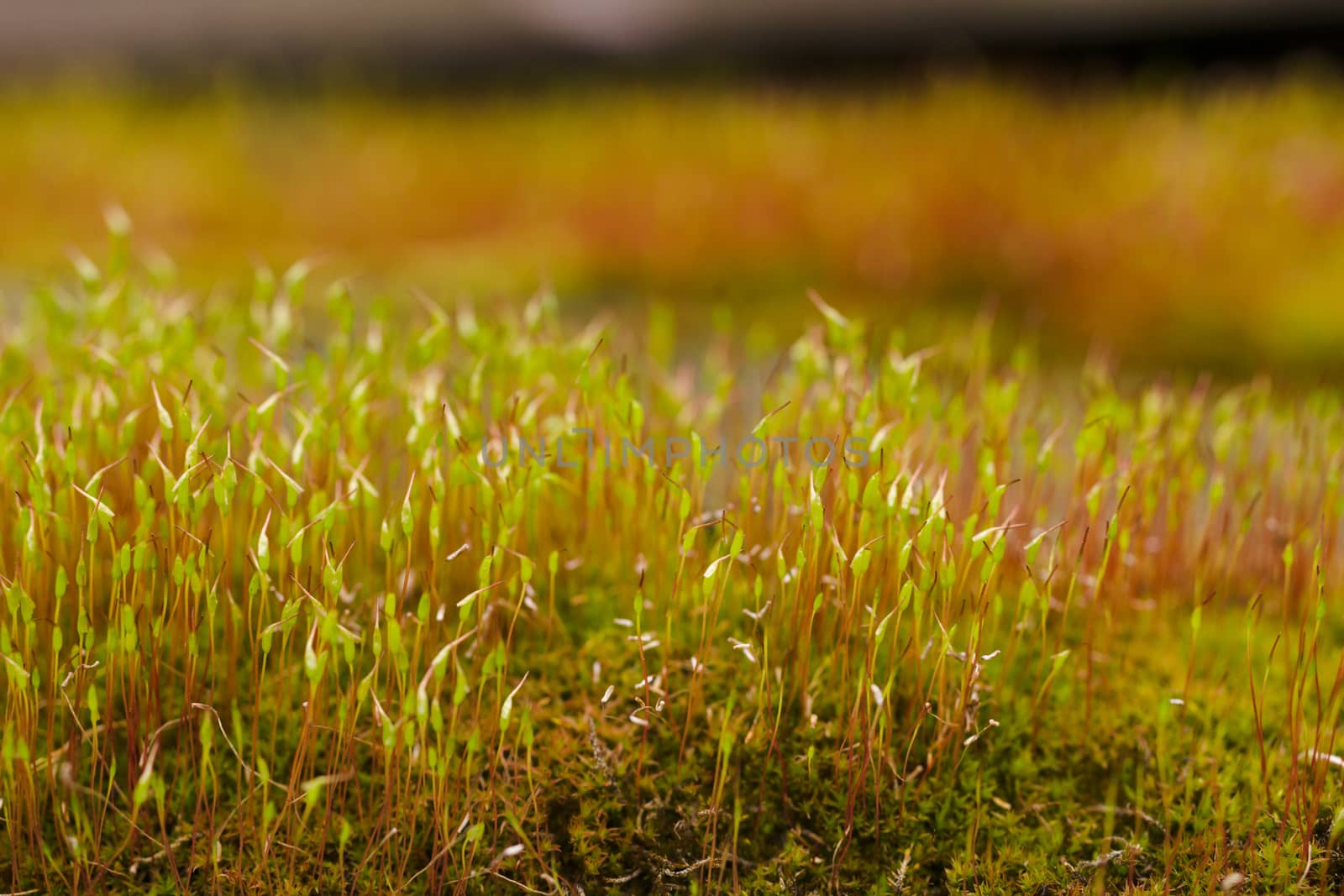 Fresh green and yellow moss with blurred background. Close up view with a small depth of field far away. Stock photography of forest green and yellow moss