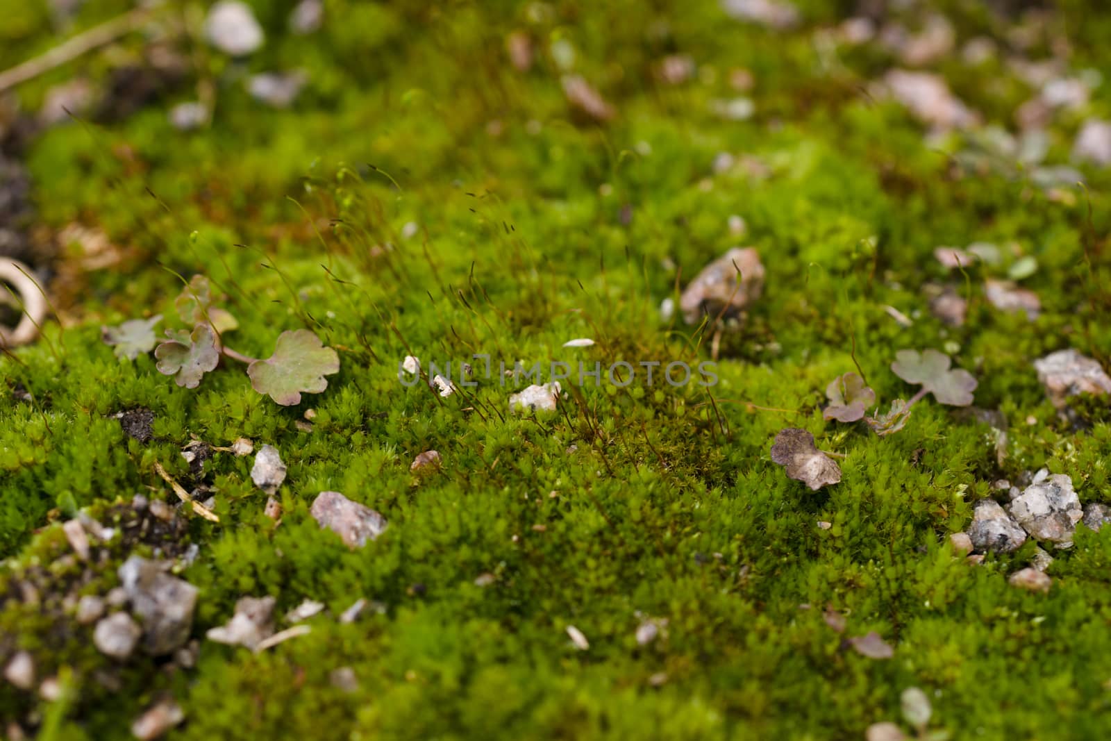 Fresh green and yellow moss with blurred background. Close up view with a small depth of field far away. Stock photography of forest green and yellow moss
