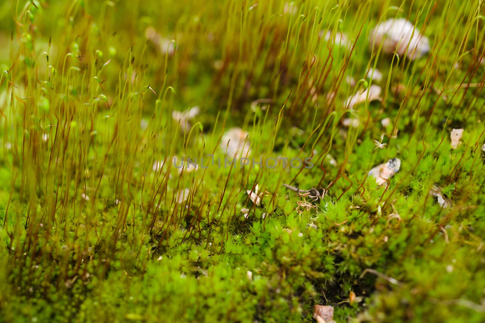 Fresh green and yellow moss with blurred background. Close up vi by alexsdriver