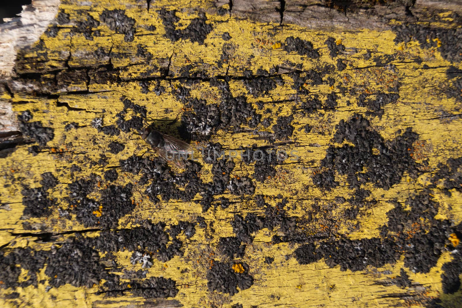 A part of old yellow wooden fence. The yellow paint on wood is old and cracked. Perfect painted wooden texture. by alexsdriver