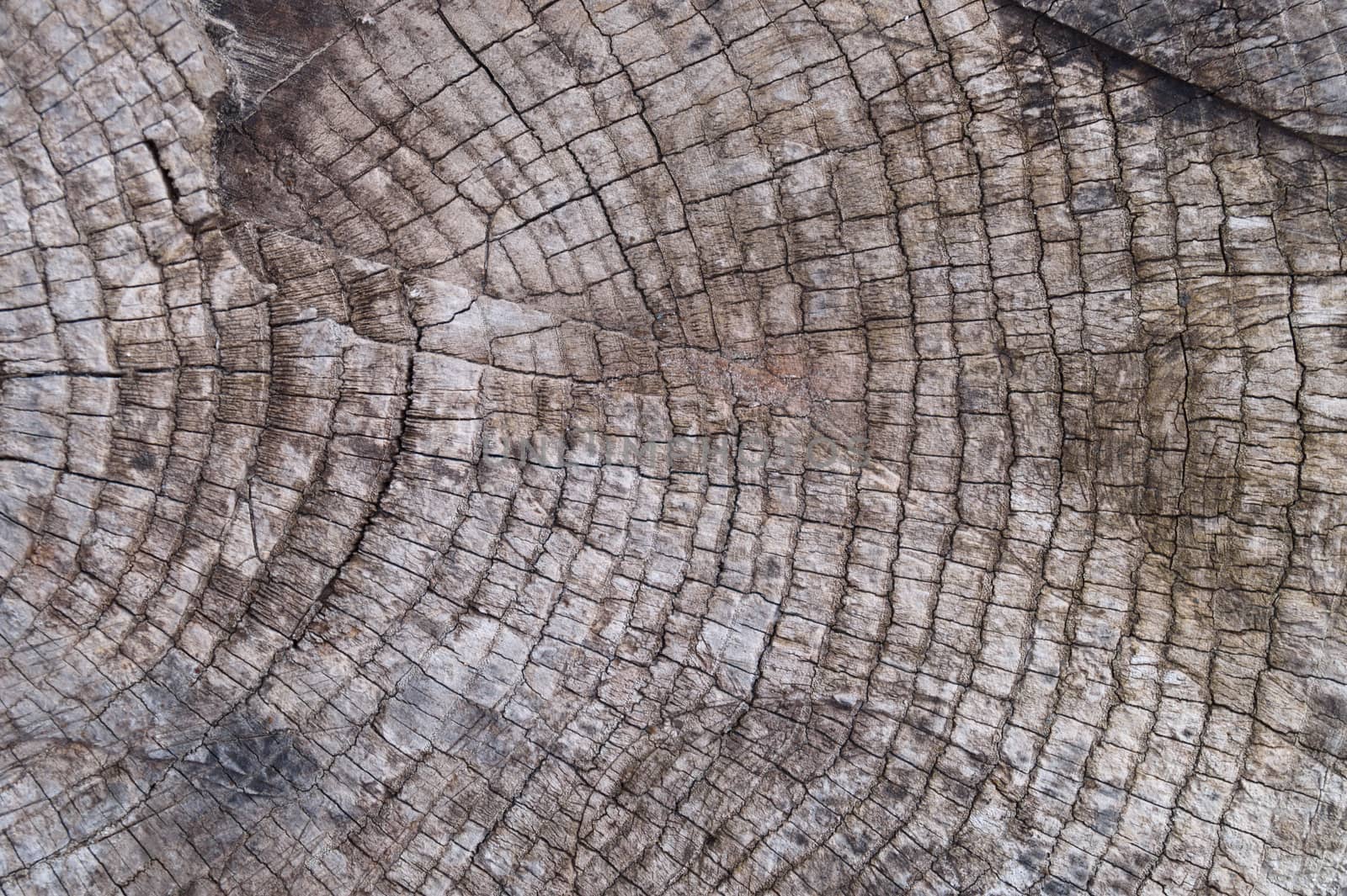 Old wooden texured surface closeup. Moss and relief on surface. Stock photo of old wooden pattern of aged boards with moss. Brown and gray colors on photo.