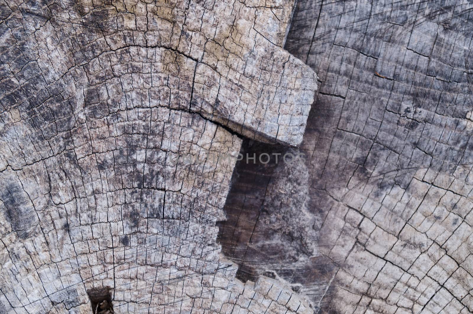 Old wooden texured surface closeup. Moss and relief on surface.  by alexsdriver