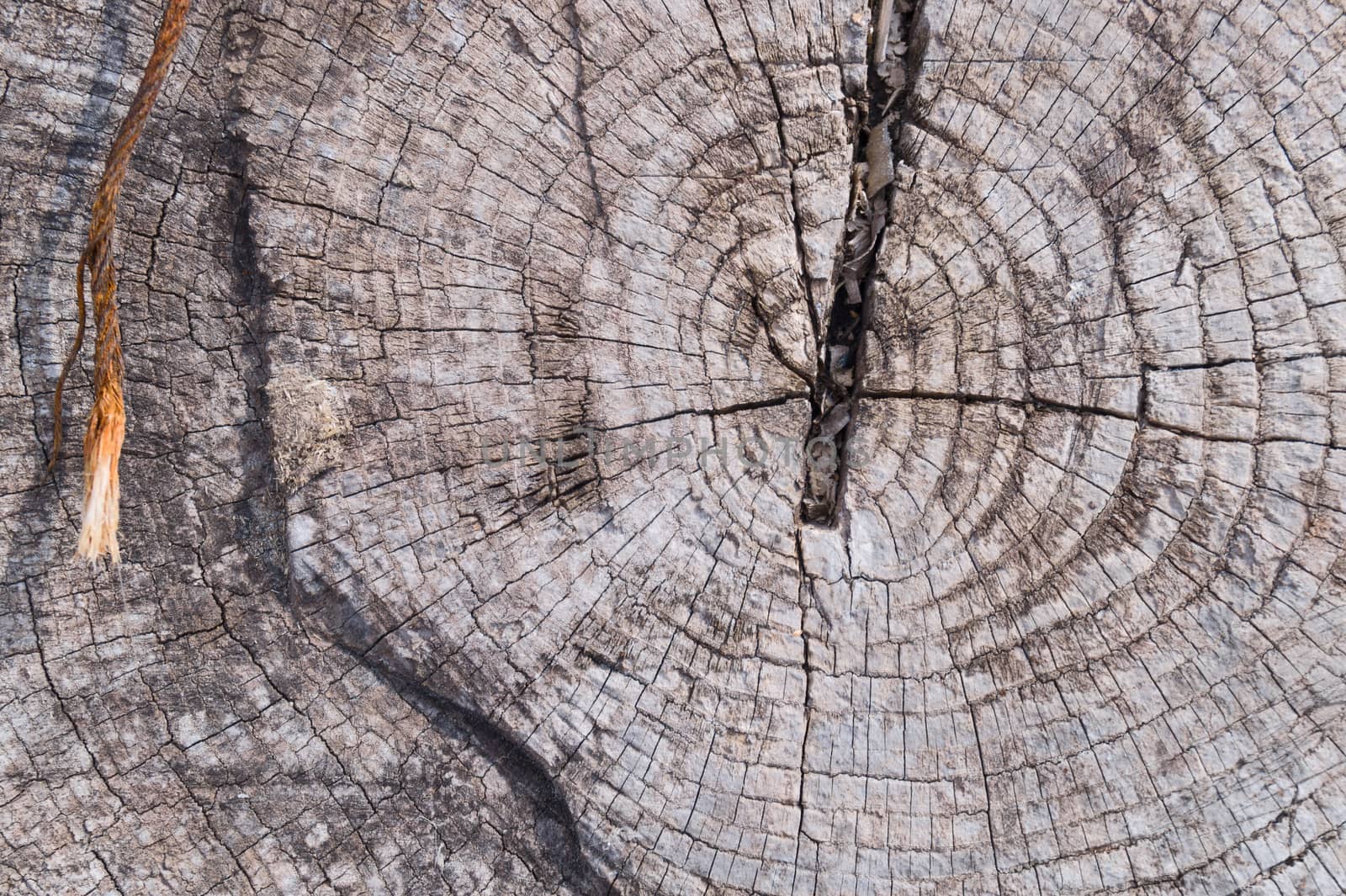 Old wooden texured surface closeup. Moss and relief on surface.  by alexsdriver