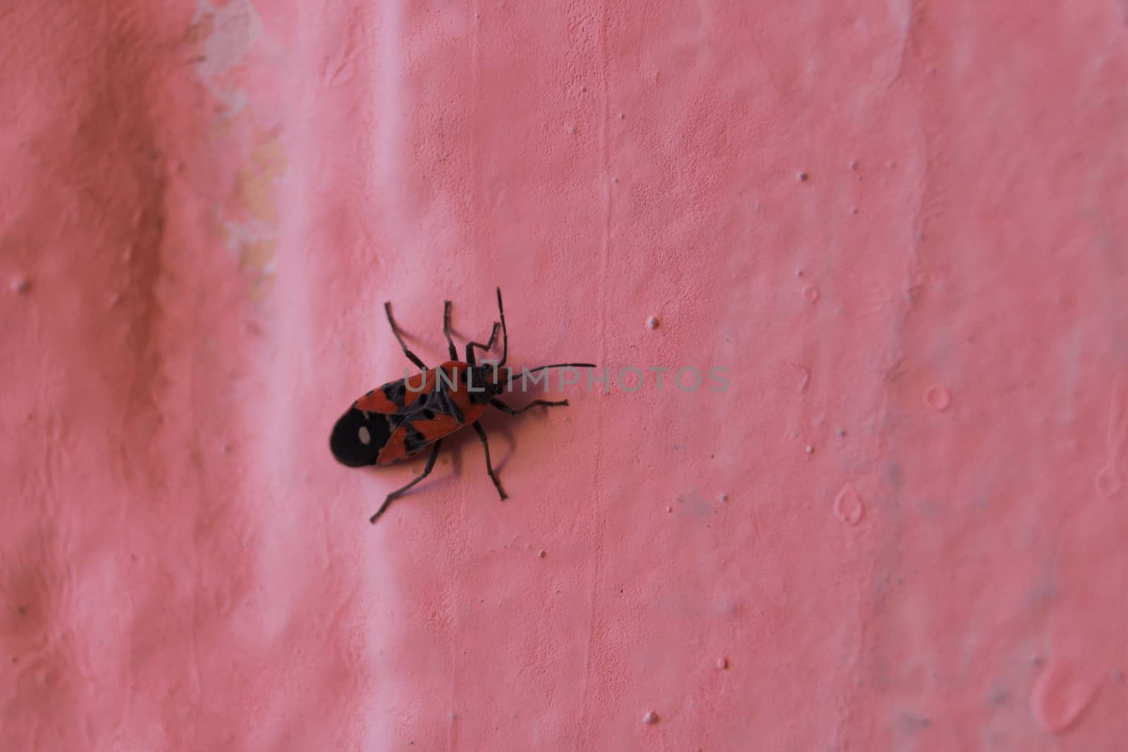 Redbug on pink wall closeup with blurred background. by alexsdriver