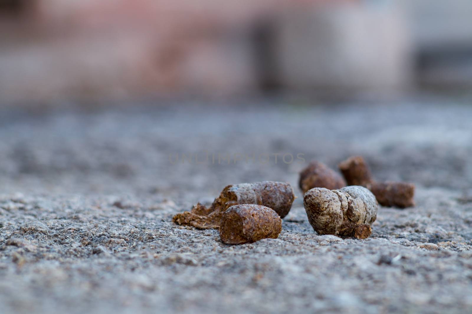 Dog shit close up on asphalt with blurred background. by alexsdriver