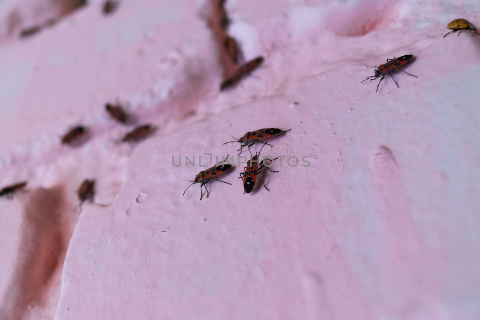 A lot of redbugs on pink wall with blurred background. by alexsdriver