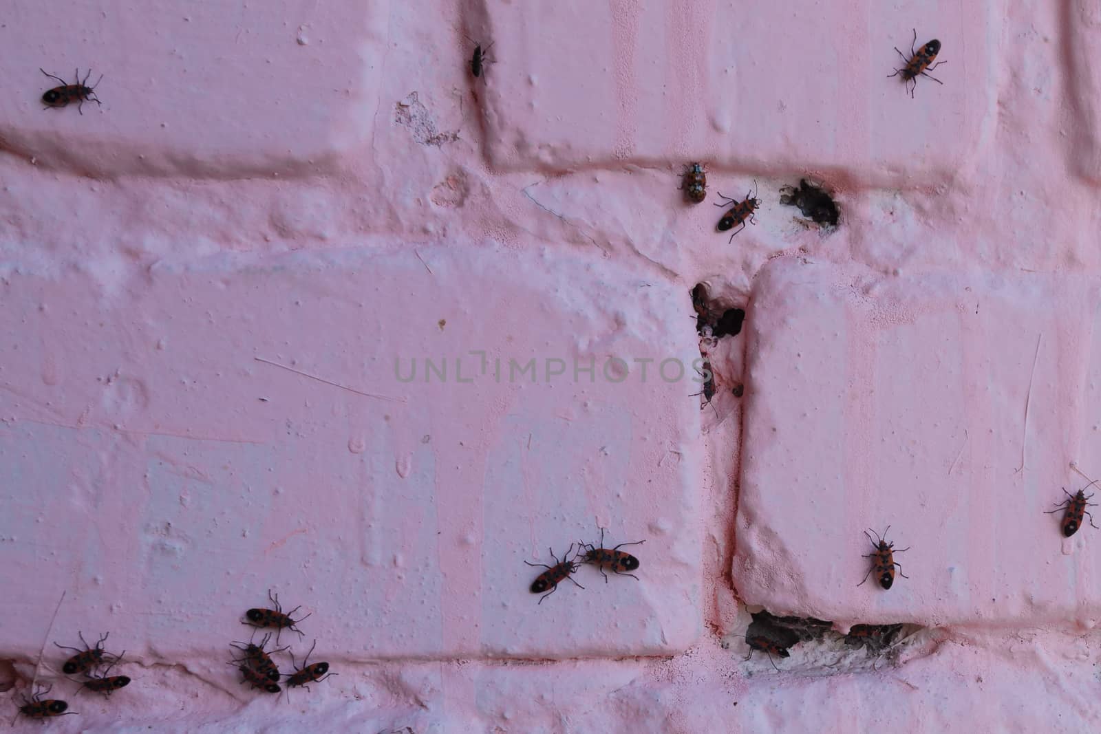 A lot of redbugs on pink wall with blurred background.