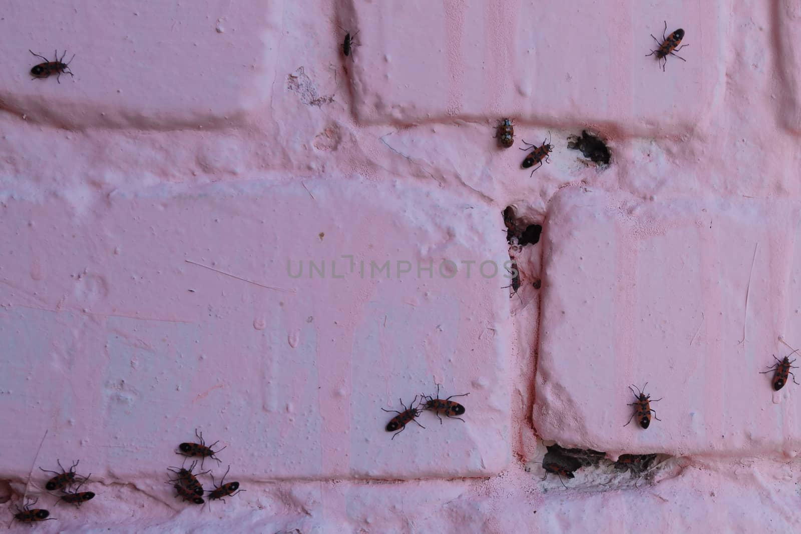 A lot of redbugs on pink wall with blurred background. by alexsdriver