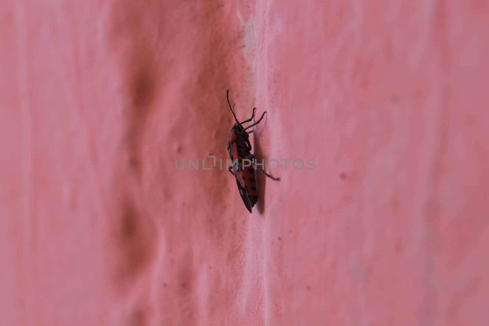 Redbug on pink wall closeup with blurred background.