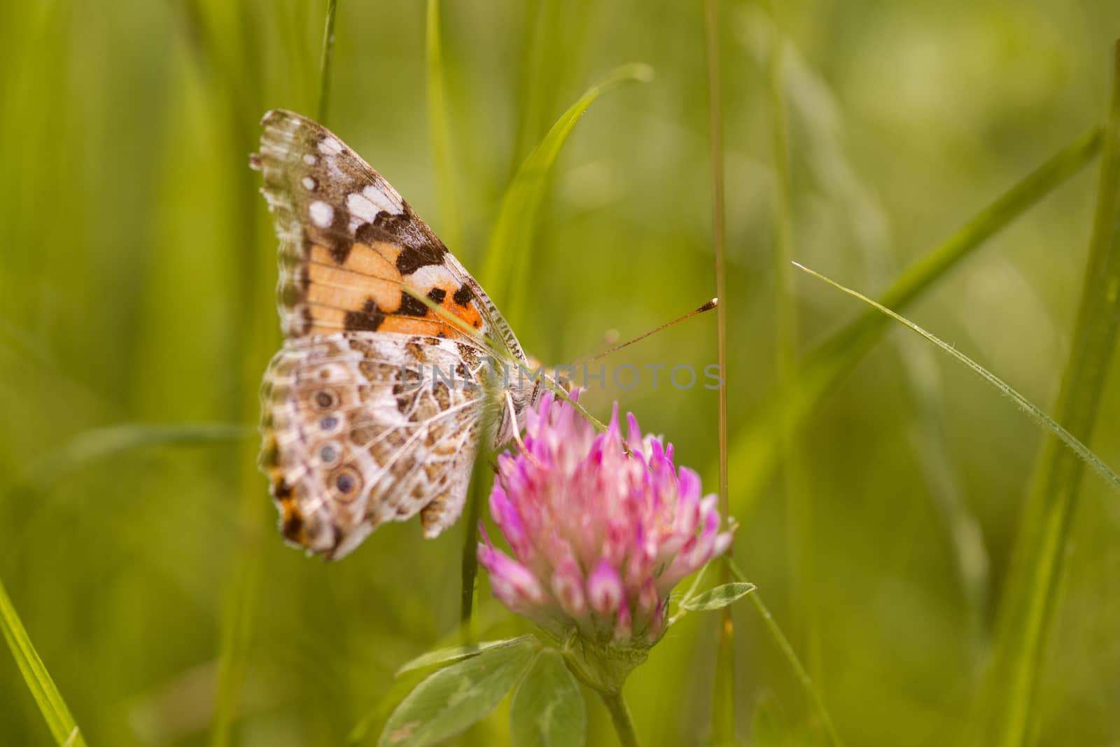 An orange butterfly on wildflower on soft green blurred background. by alexsdriver