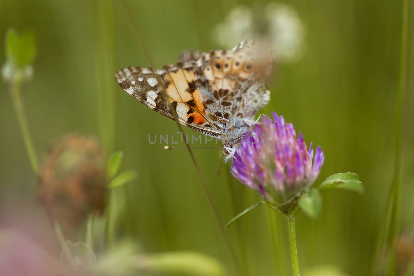 An orange butterfly on wildflower on soft green blurred background.