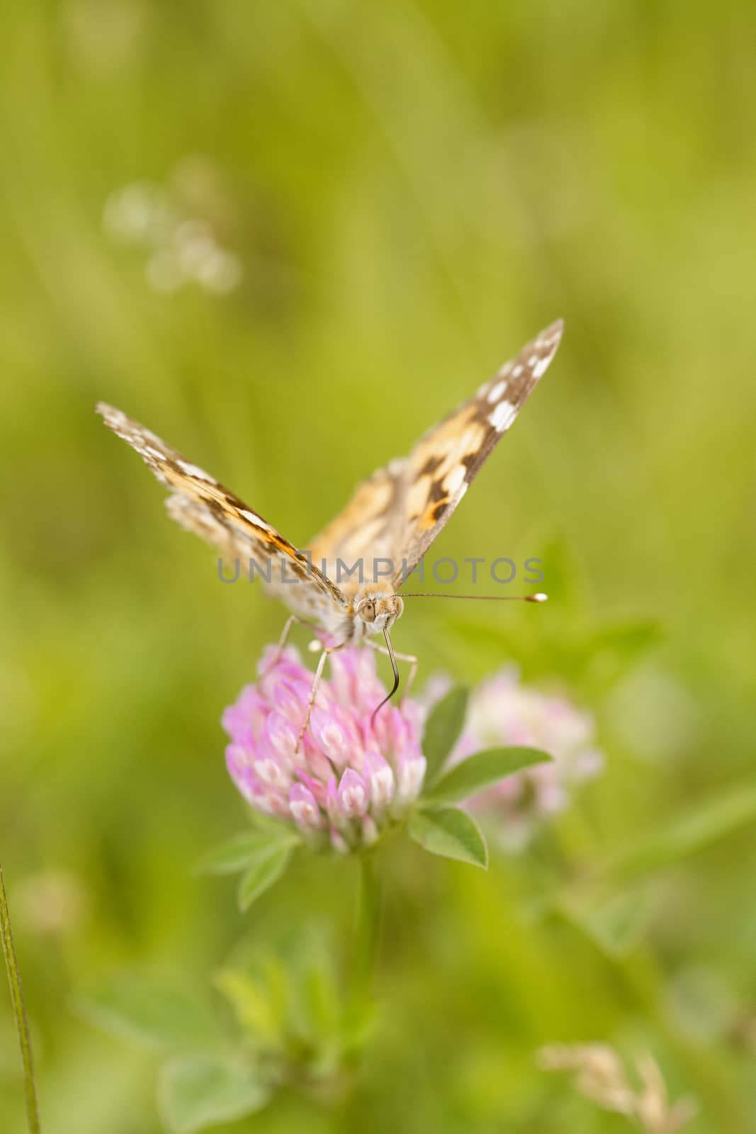 An orange butterfly on wildflower on soft green blurred background. by alexsdriver