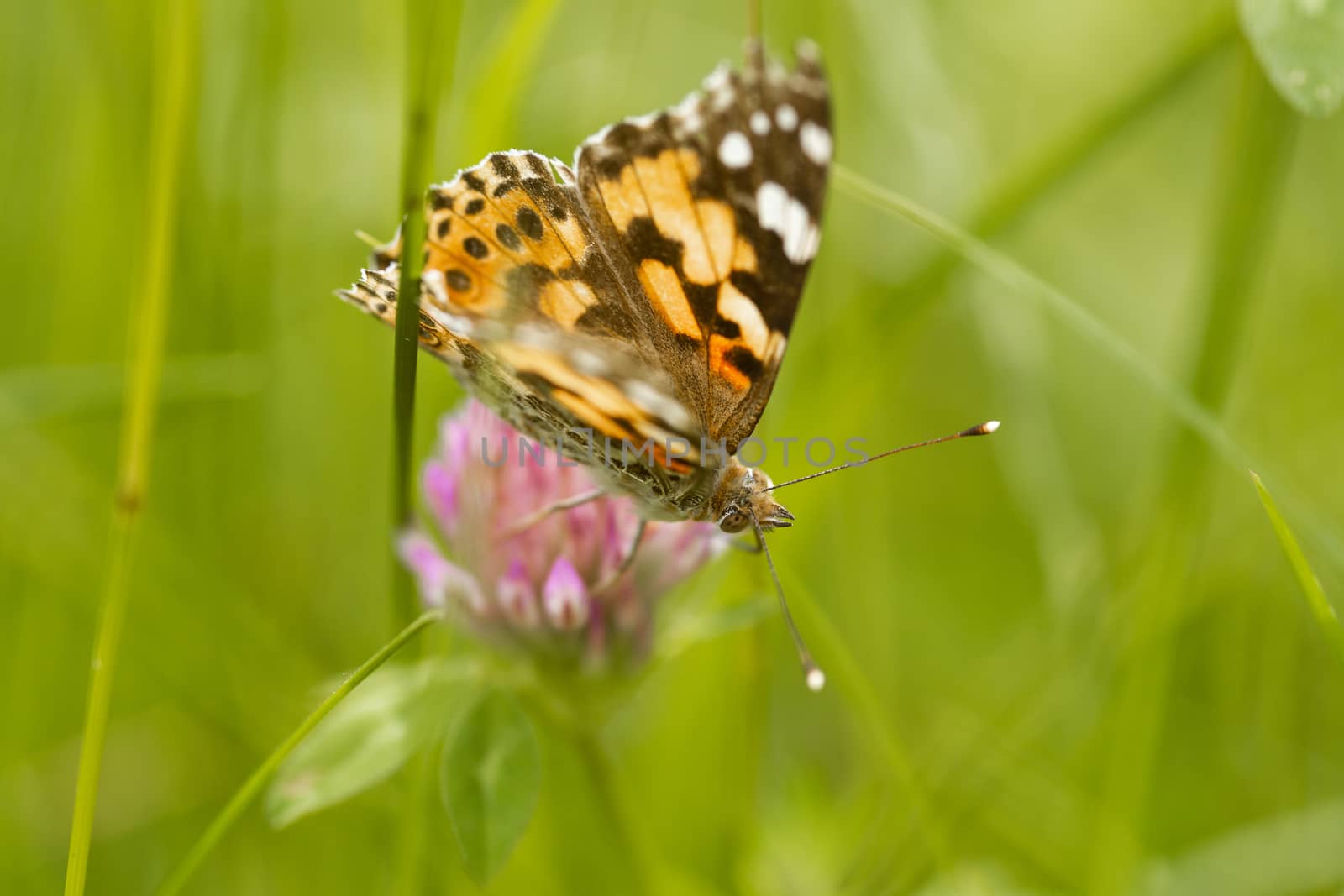 An orange butterfly on wildflower on soft green blurred background.