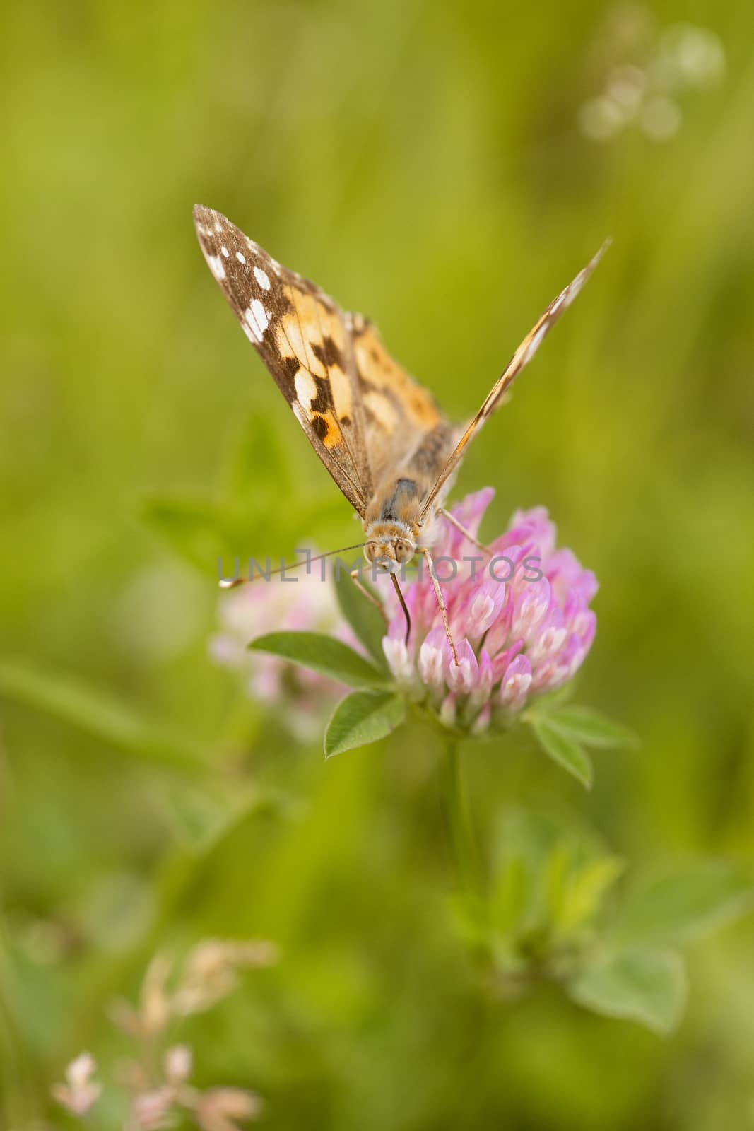 An orange butterfly on wildflower on soft green blurred background. by alexsdriver