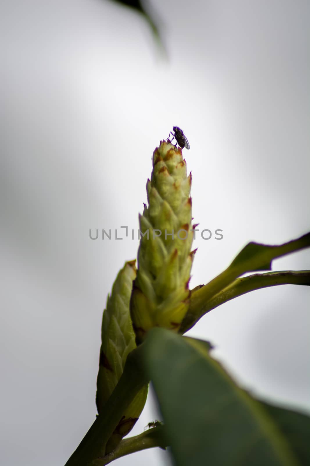 A close up image of a fly silhouette standing on the top of a trees bloom. by justbrotography