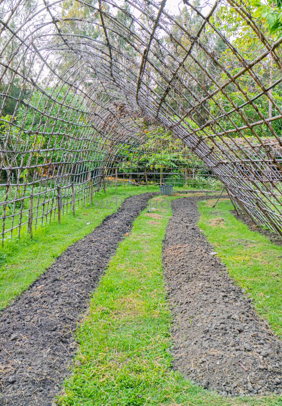 Organic vegetable farms are preparing areas for growing ground cover plants such as kale, cabbage, and ivy such as pumpkin, zucchini, gourds.