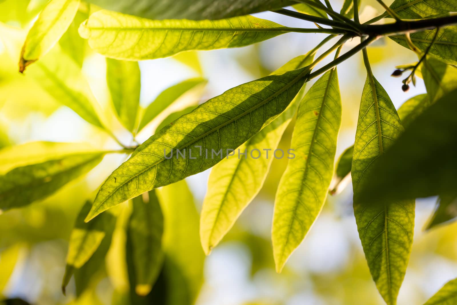 Close Up green leaf under sunlight in the garden. Natural background with copy space.