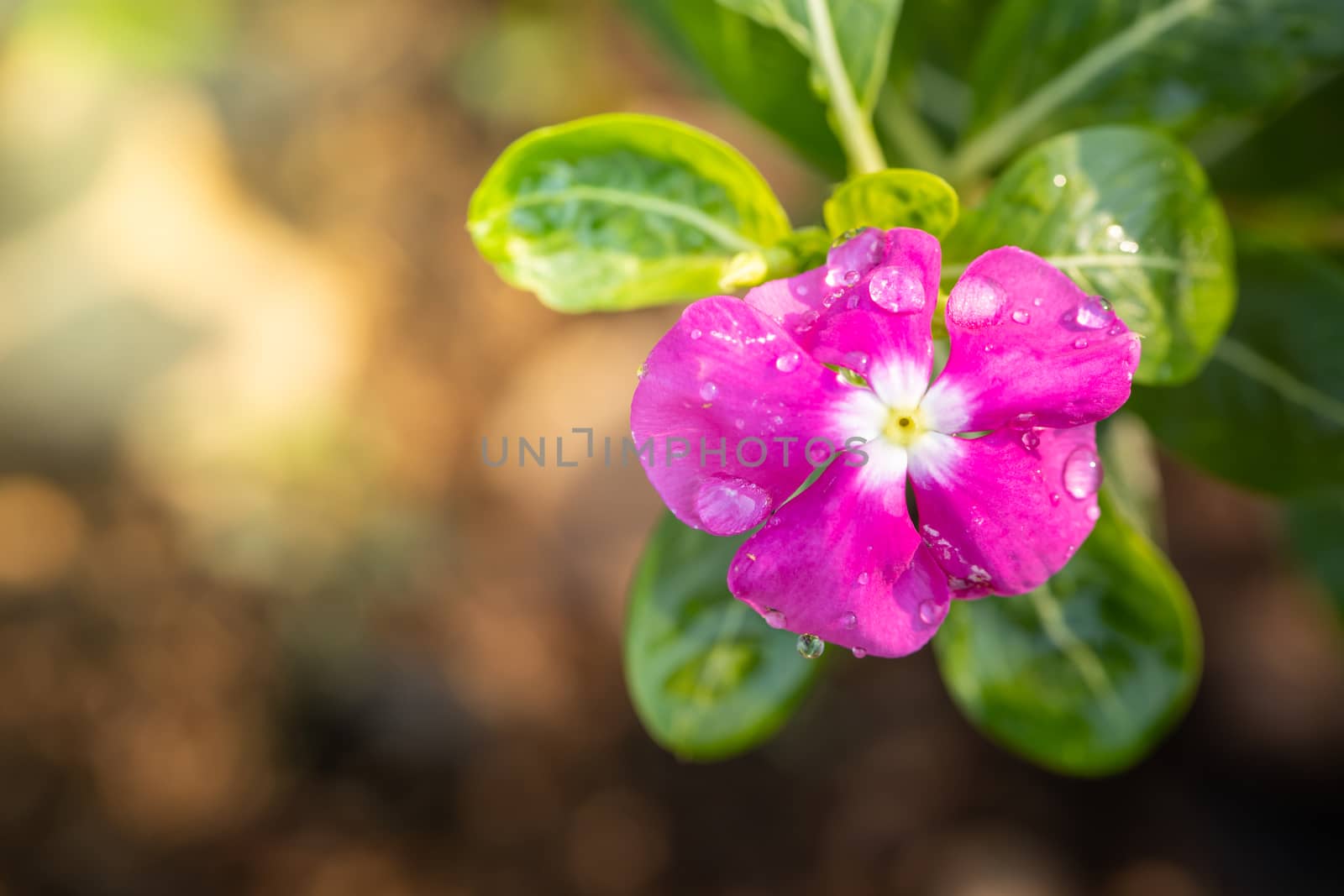 The background image of the colorful flowers, background nature