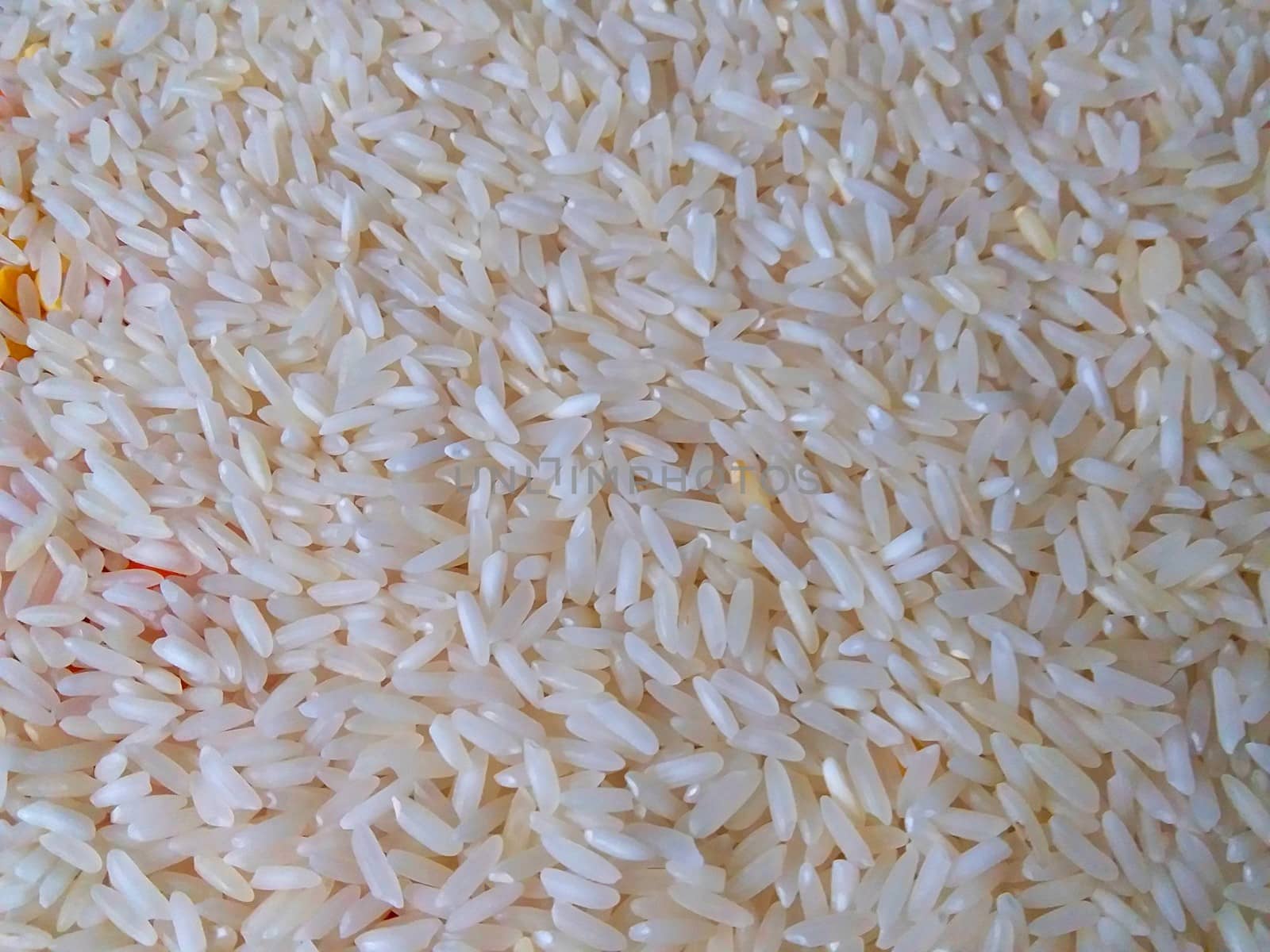 the raw rice grain