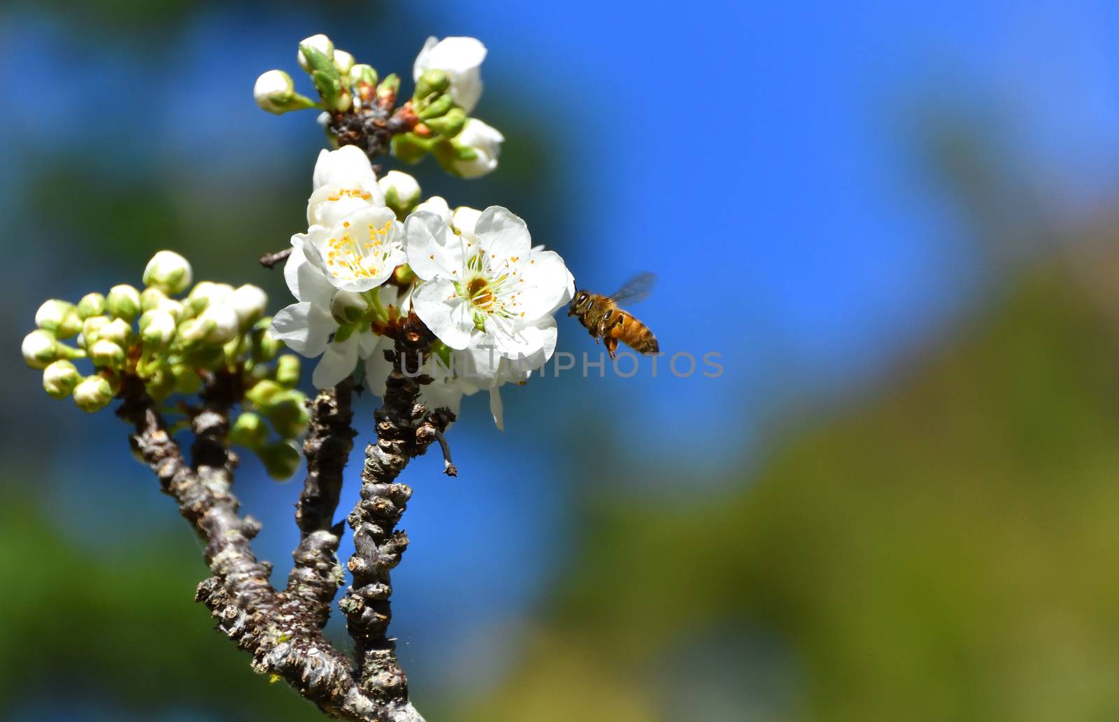 Bees pollinating white fruit flowers