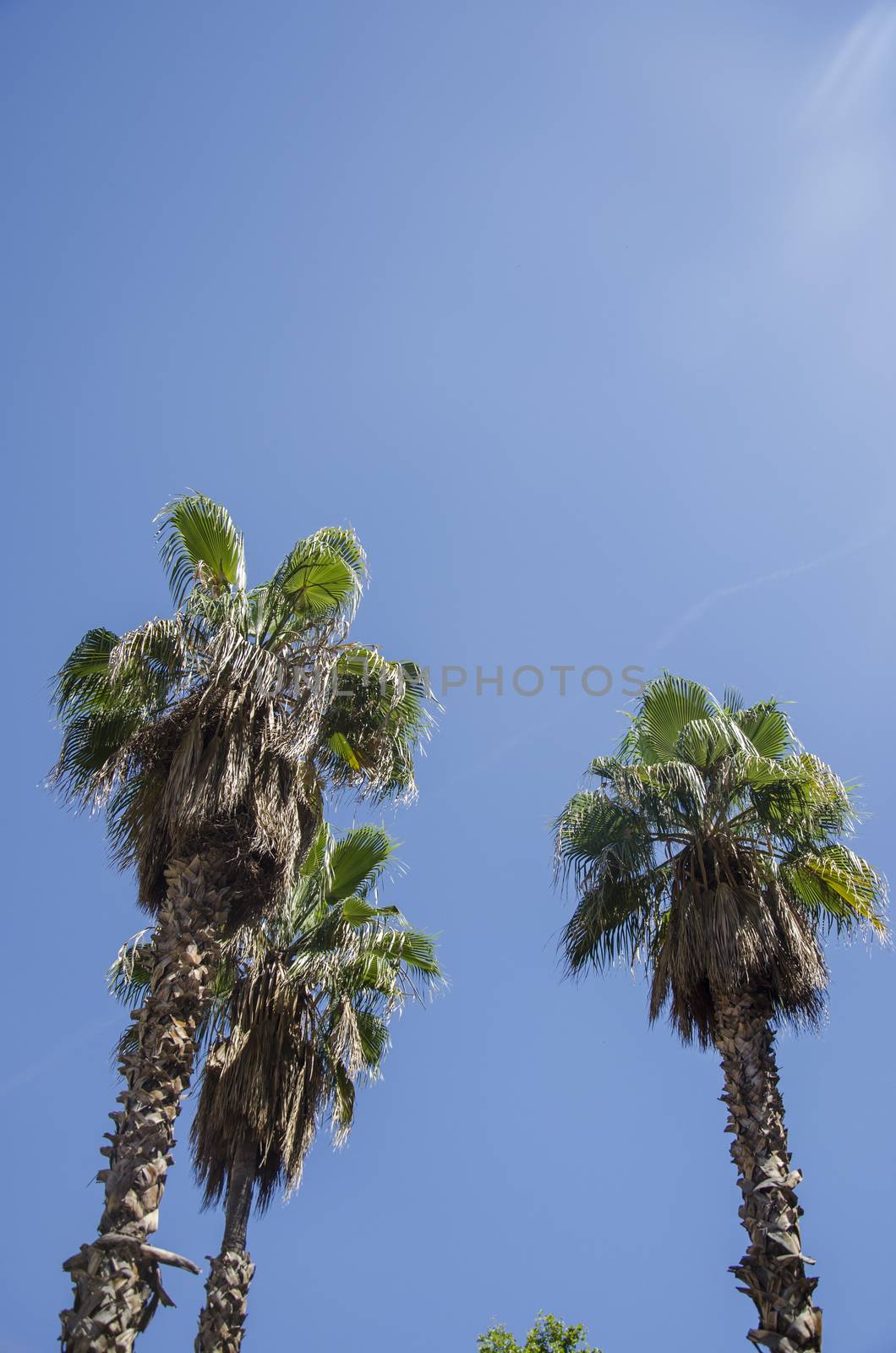 Palm trees against a blue sky and building with thin clouds in Barcelona, Spain. Beautiful blue sunny day. Tree palm trees in hot summer day against sky and house