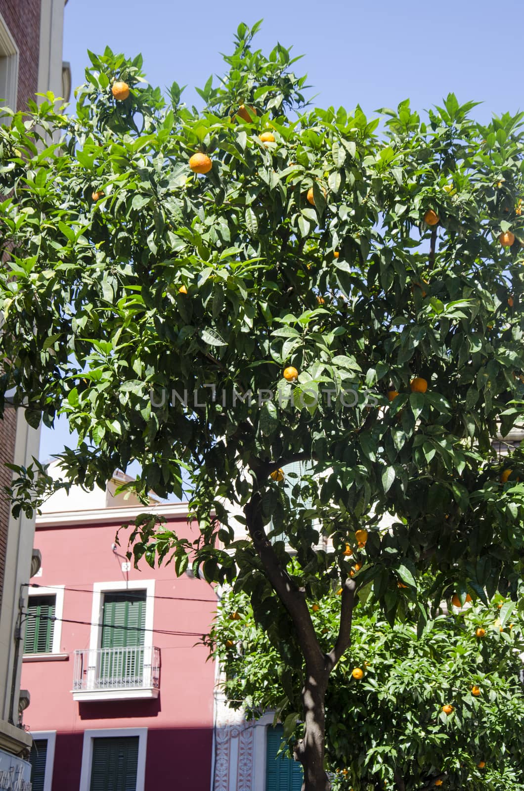 Tangerine tree. A background with orange tree, its leaves and fruits, Barcelona, Spain