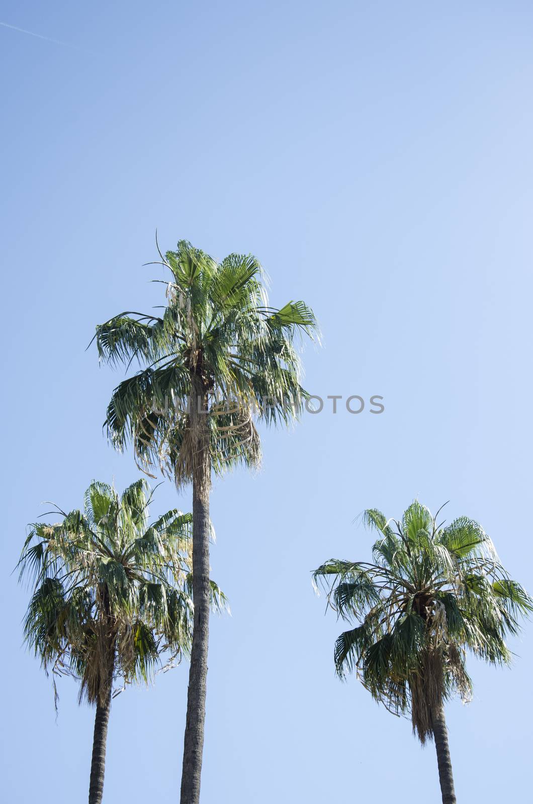 Palm trees against a blue sky and building with thin clouds in Barcelona, Spain. Beautiful blue sunny day. Tree palm trees in hot summer day against sky and house