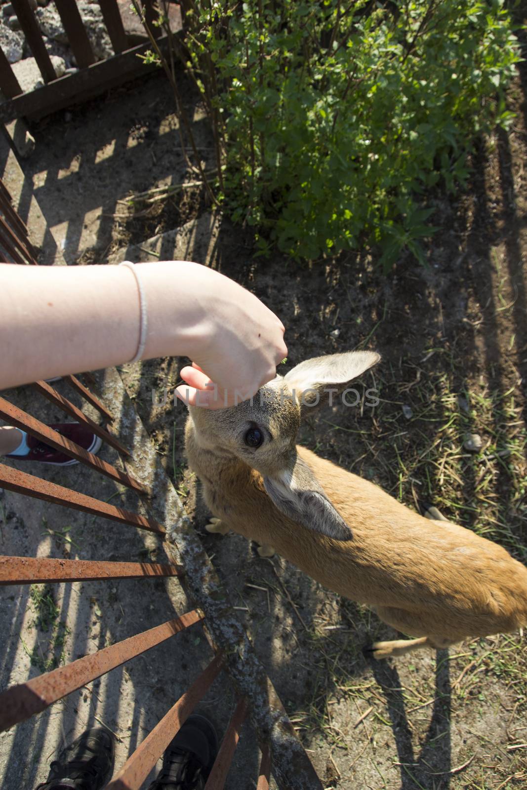 Young deer roe baby. Human feed a roe from his hand. Farm