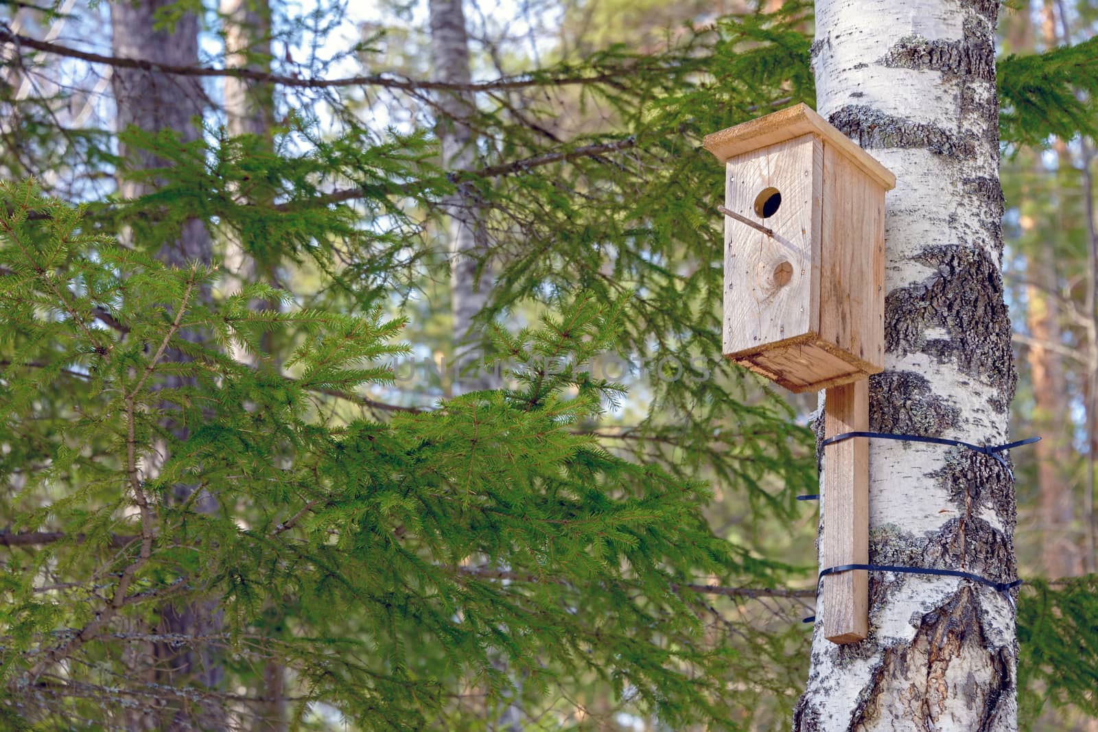 A homemade birdhouse hangs on a tree in a coniferous forest in the spring.