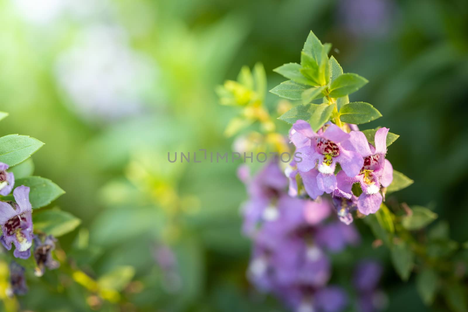The background image of the colorful flowers, background nature
