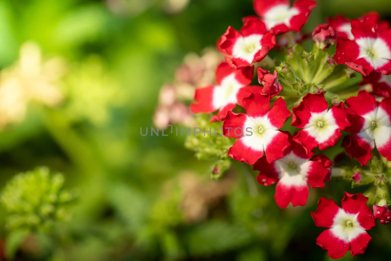 The background image of the colorful flowers, background nature