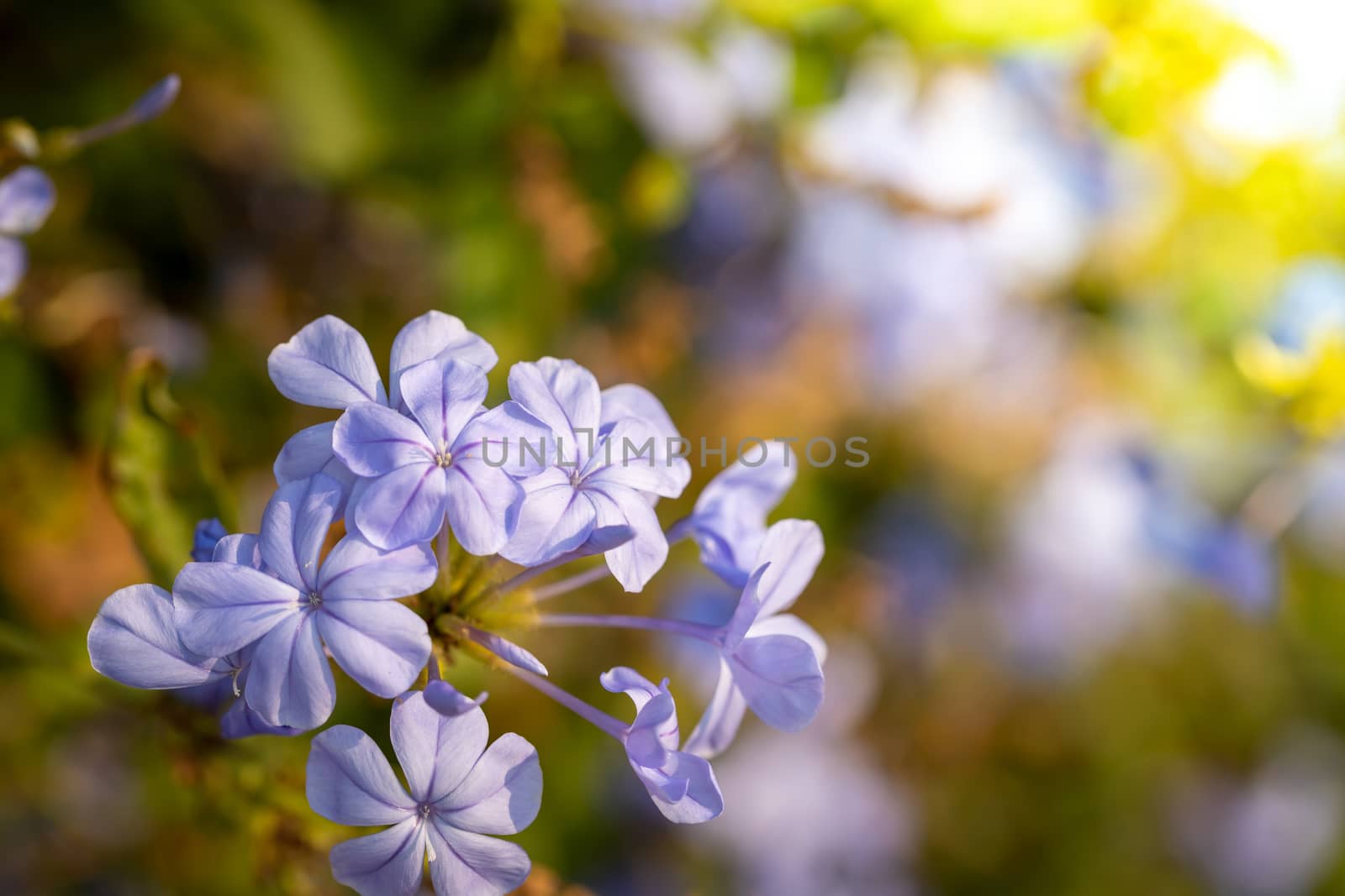 The background image of the colorful flowers, background nature