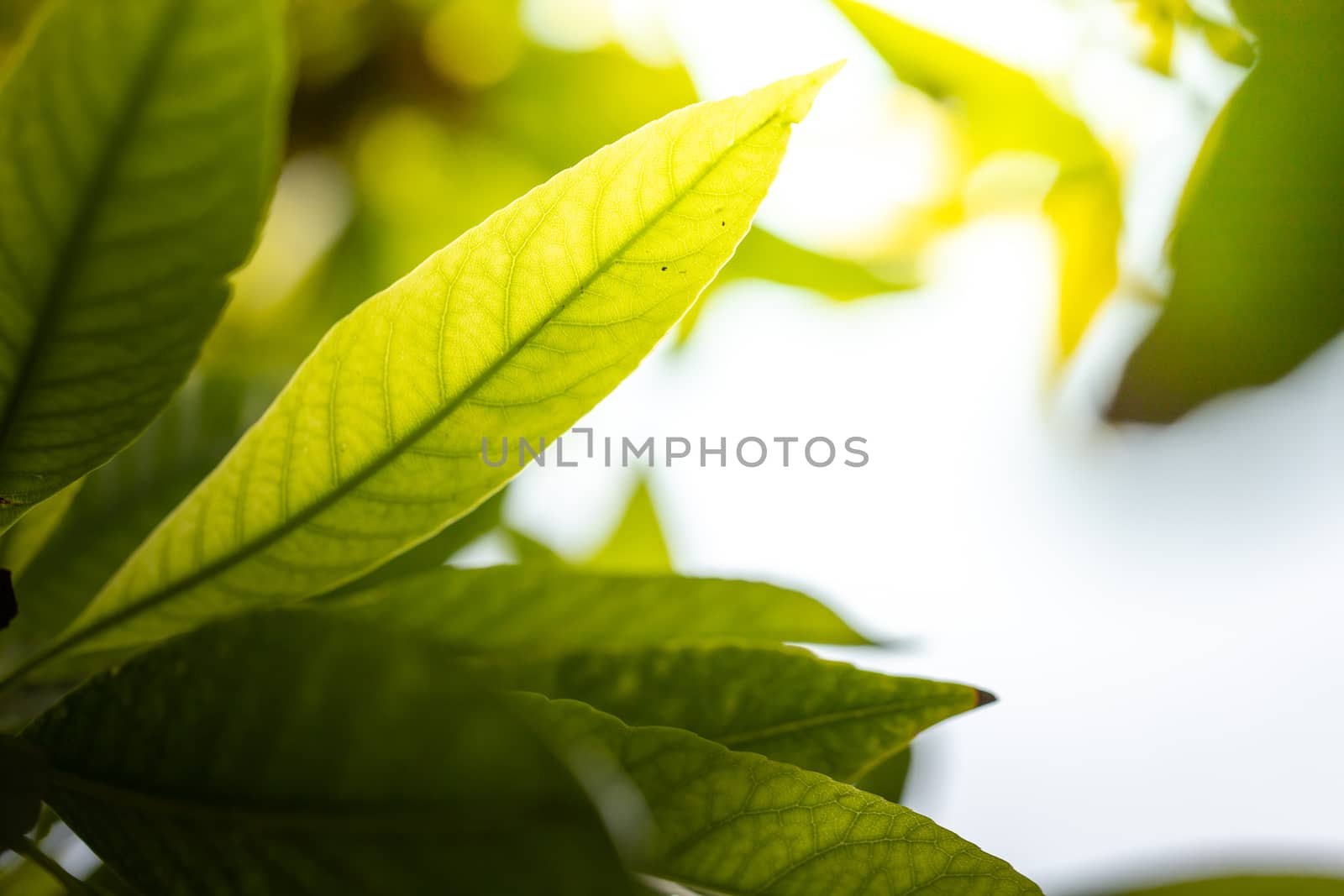Close Up green leaf under sunlight in the garden. Natural background with copy space.