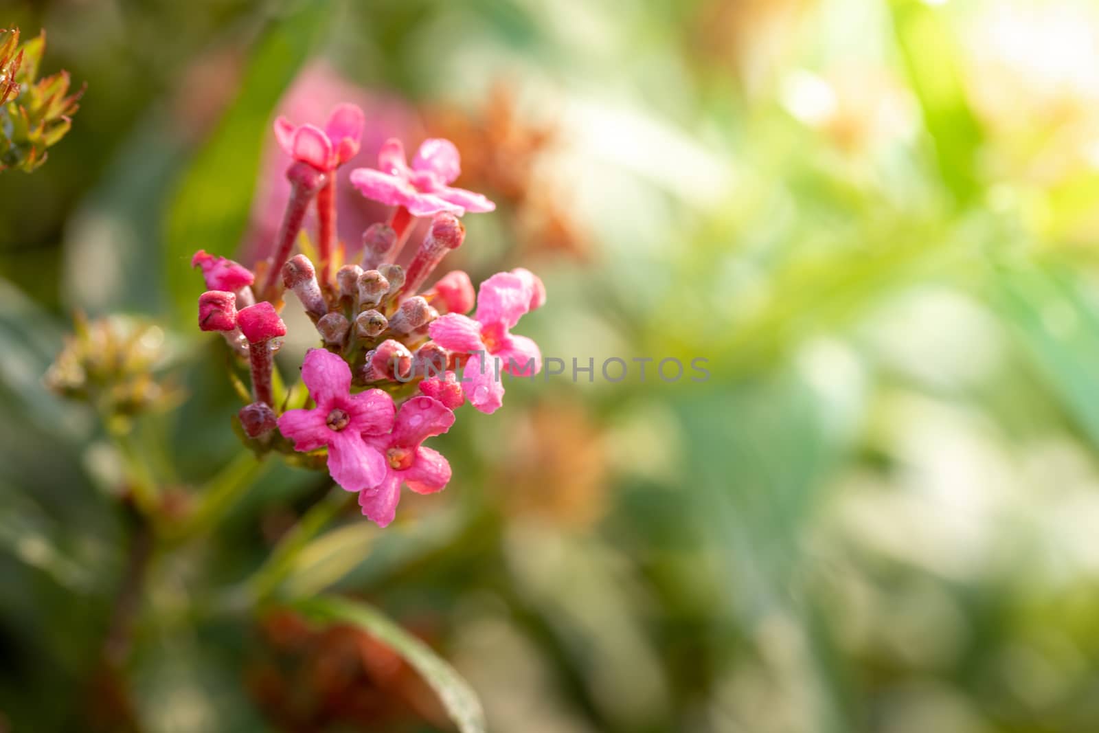 The background image of the colorful flowers, background nature