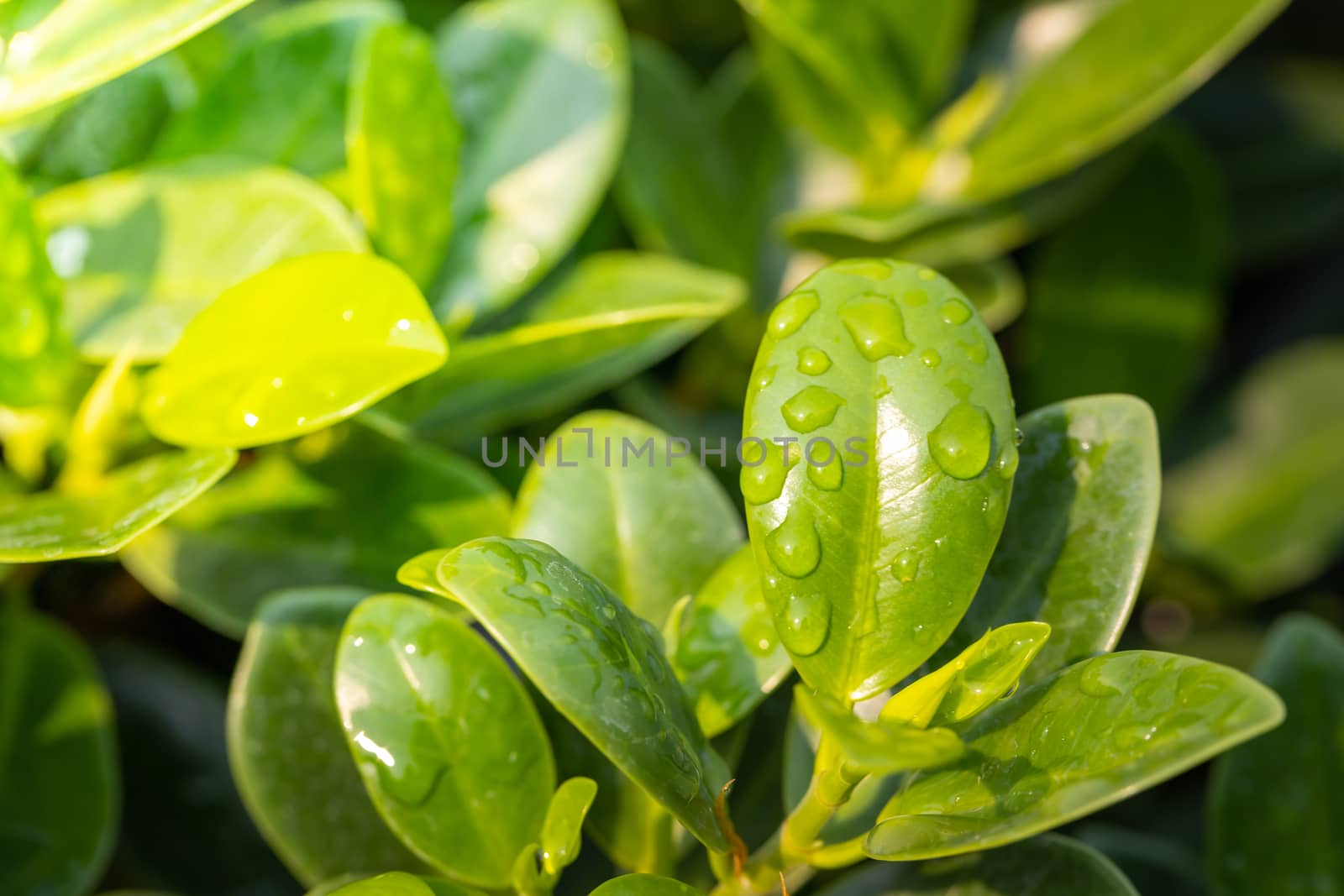 Close Up green leaf under sunlight in the garden. Natural background with copy space.