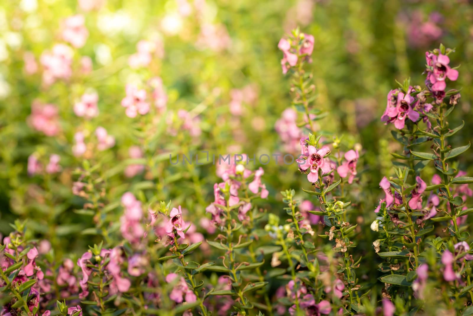 The background image of the colorful flowers, background nature