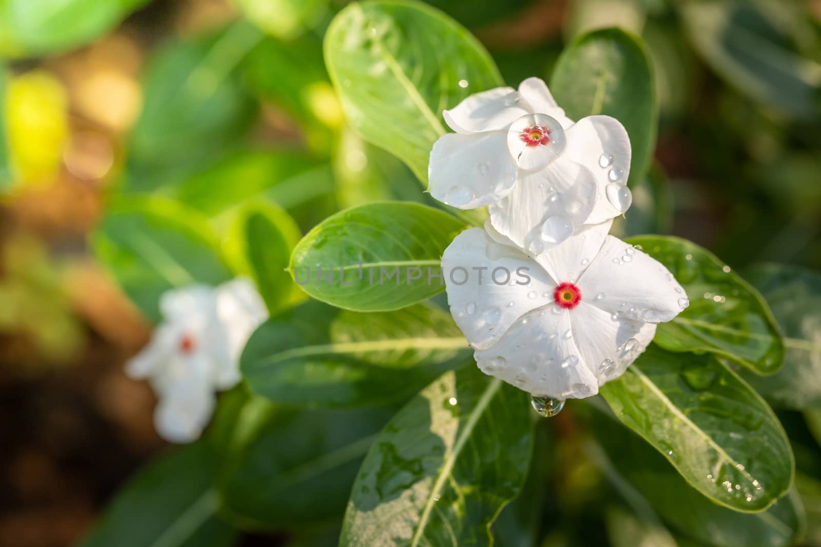The background image of the colorful flowers, background nature